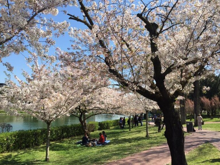 UN SOGNO NEL CASSETTO: IL GIAPPONE DURANTE LA FIORITURA (HANAMI) DEI SAKURA (I CILIEGI)